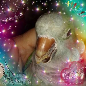 Meet your Posher, Skeeter romi